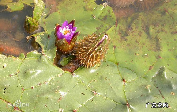 芡实是什么东西