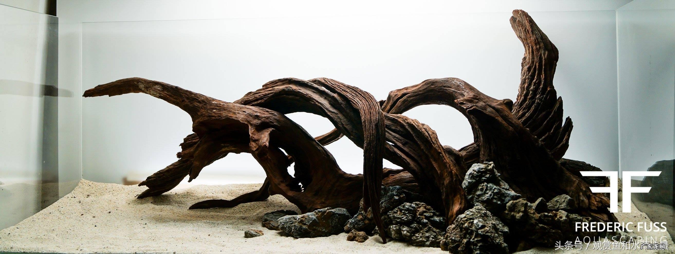 铁树摆放风水禁忌 铁树叶放鱼缸里可以吗