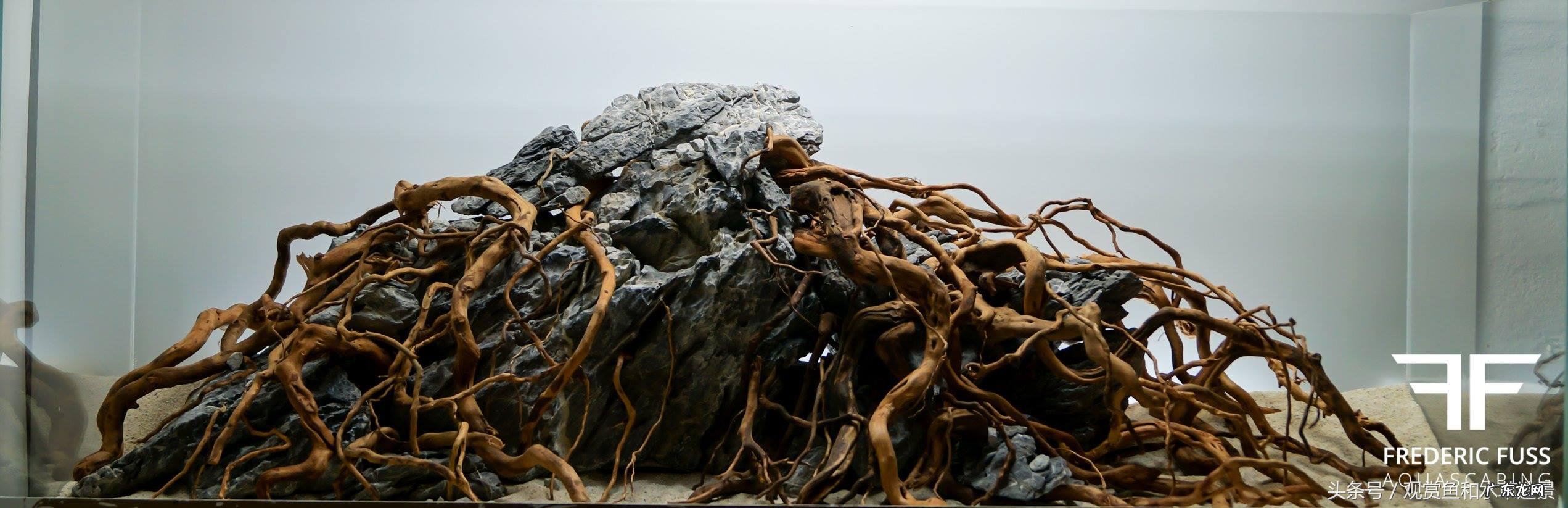 铁树摆放风水禁忌 铁树叶放鱼缸里可以吗