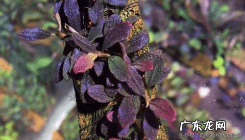 铁树摆放风水禁忌 铁树叶放鱼缸里可以吗