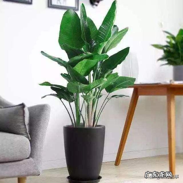 客厅放几盆植物好风水 风水植物种10盆好吗