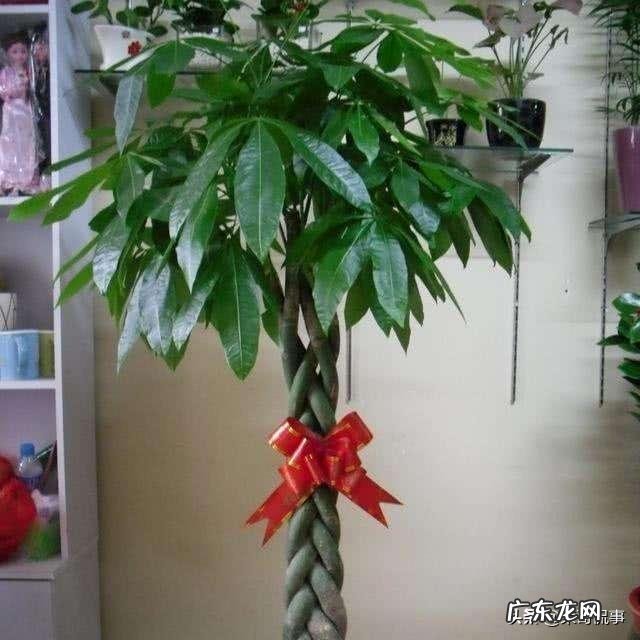 客厅放几盆植物好风水 风水植物种10盆好吗