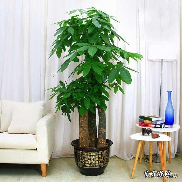 客厅放几盆植物好风水 风水植物种10盆好吗