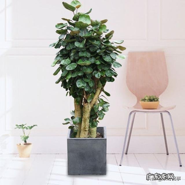 客厅放几盆植物好风水 风水植物种10盆好吗