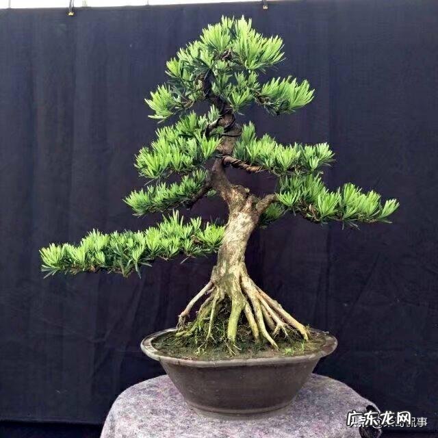 客厅放几盆植物好风水 风水植物种10盆好吗