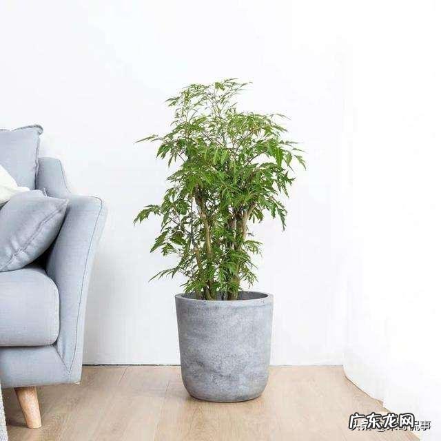 客厅放几盆植物好风水 风水植物种10盆好吗