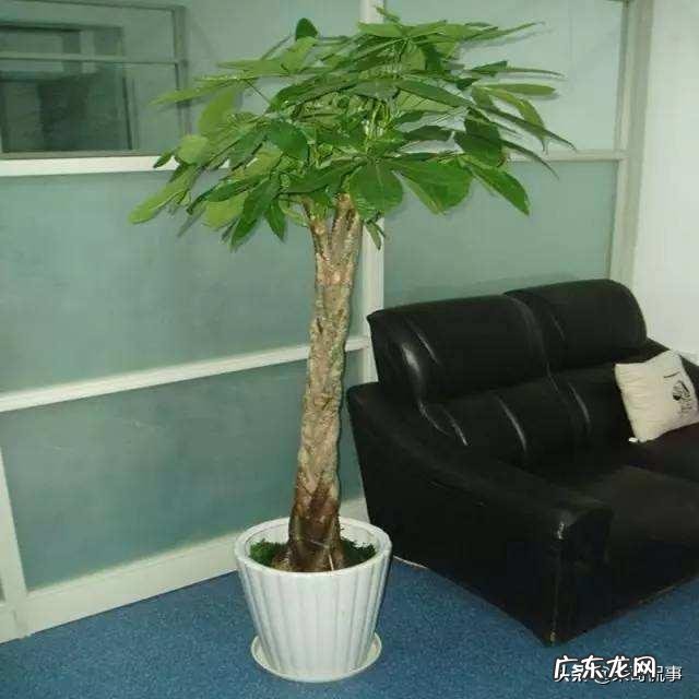 客厅放几盆植物好风水 风水植物种10盆好吗