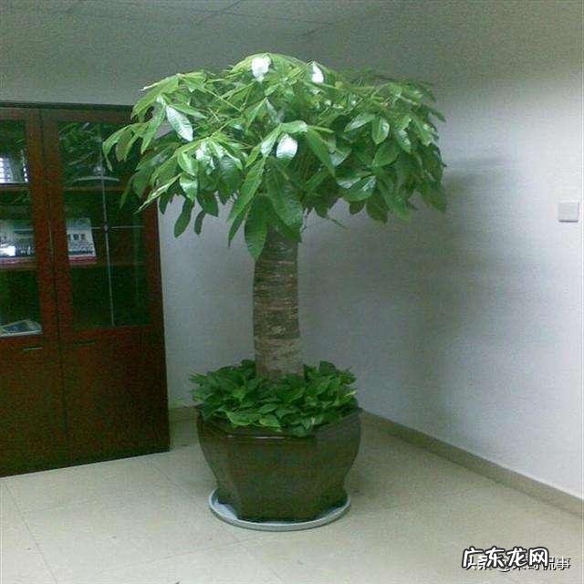 客厅放几盆植物好风水 风水植物种10盆好吗