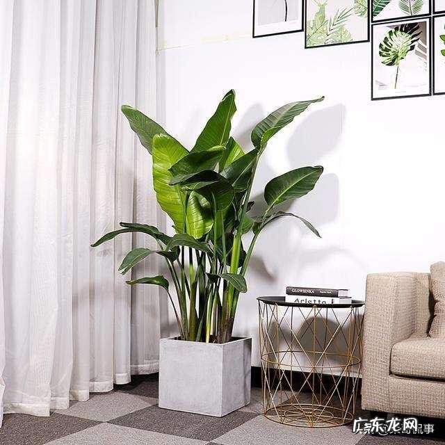 客厅放几盆植物好风水 风水植物种10盆好吗