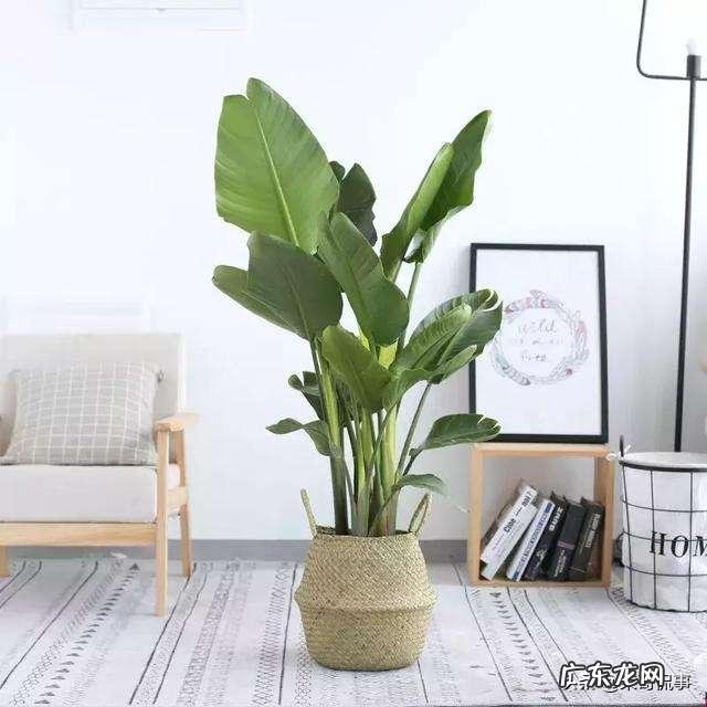 客厅放几盆植物好风水 风水植物种10盆好吗