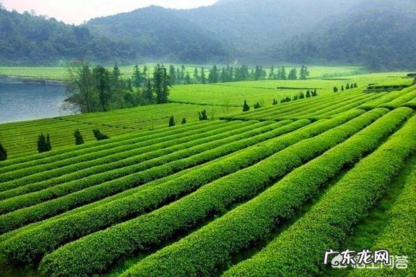 谷雨是什么意思?