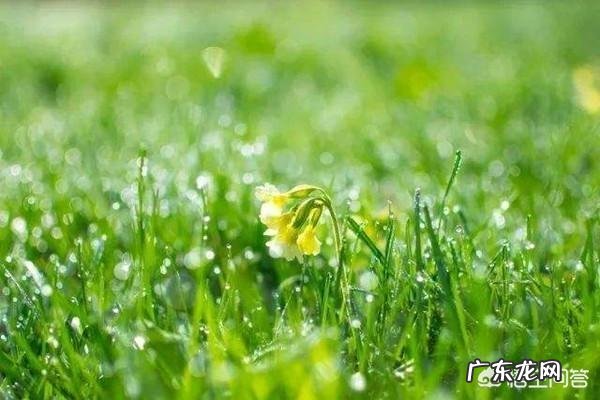 谷雨是什么意思?