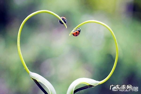 谷雨是什么意思?
