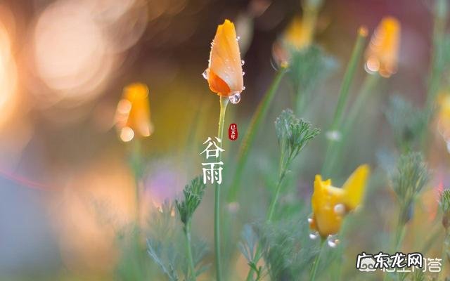 谷雨是什么意思?