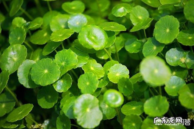 金钱草能养植多久?