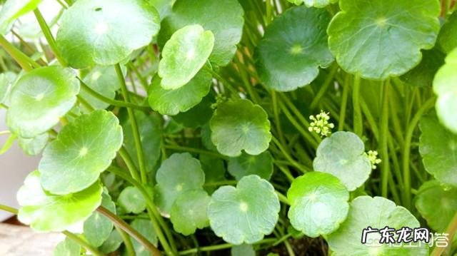 金钱草能养植多久?