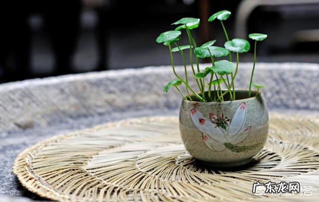 金钱草能养植多久?