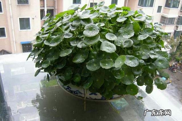金钱草能养植多久?