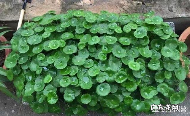 金钱草能养植多久?