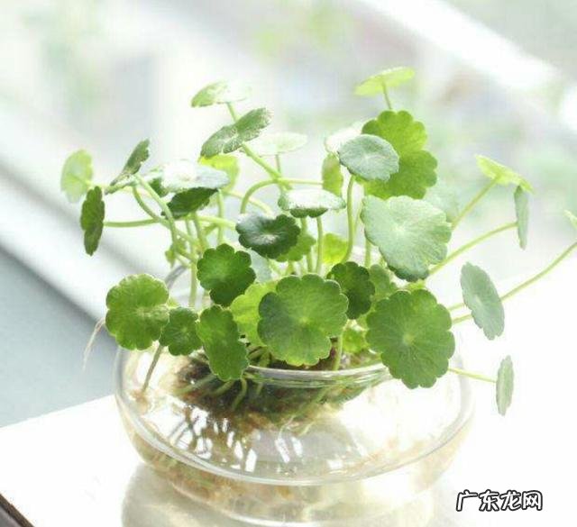 金钱草能养植多久?