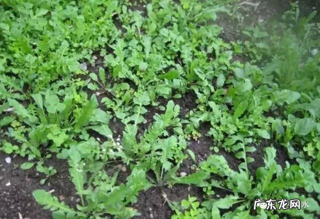 荠菜营养价值很高吗？