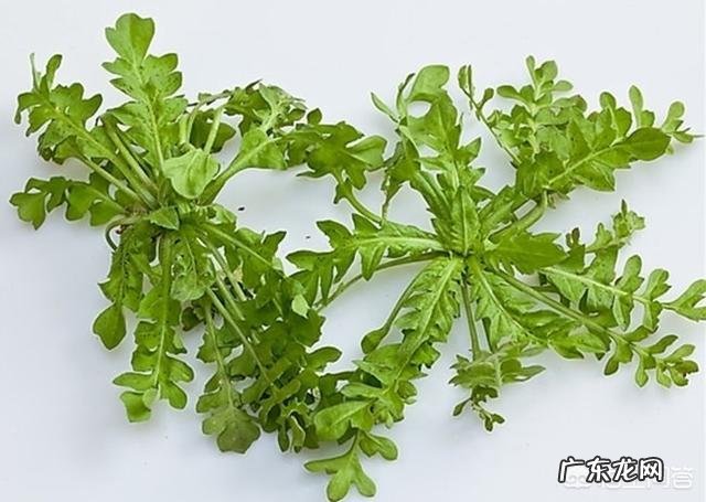 荠菜营养价值很高吗？