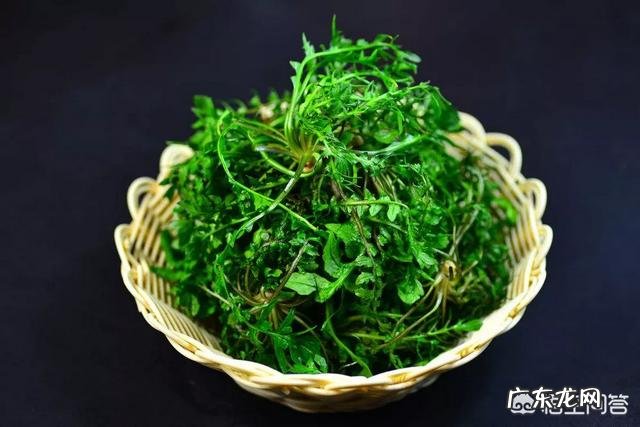 荠菜营养价值很高吗?