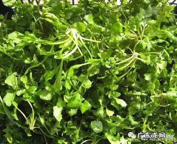 荠菜营养价值很高吗?