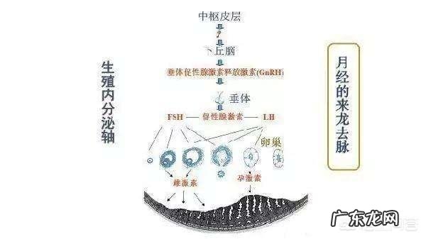 促卵泡生成素是什么？有什么作用？