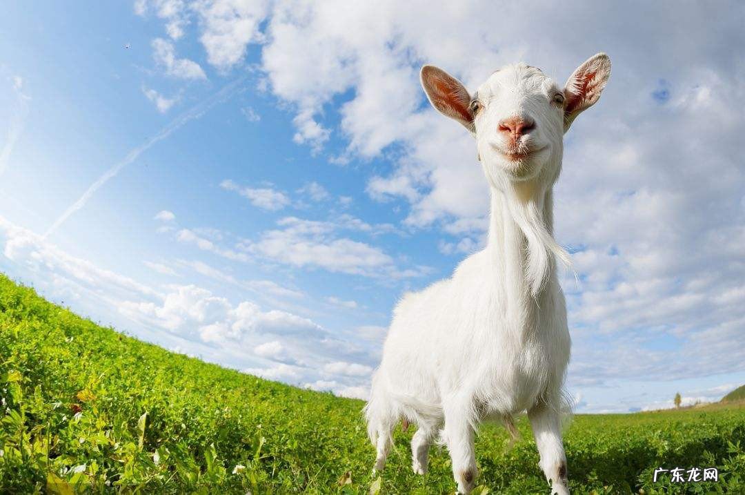 羊奶粉是配方奶粉吗