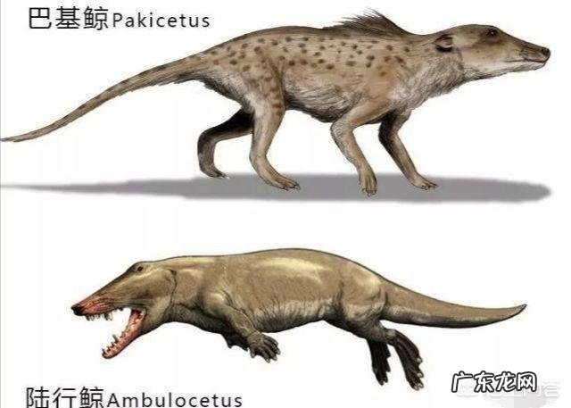 蓝鲸的祖先是陆地上的吗?它们是如何进化又回到水里面去了呢?为何要逆向进化?