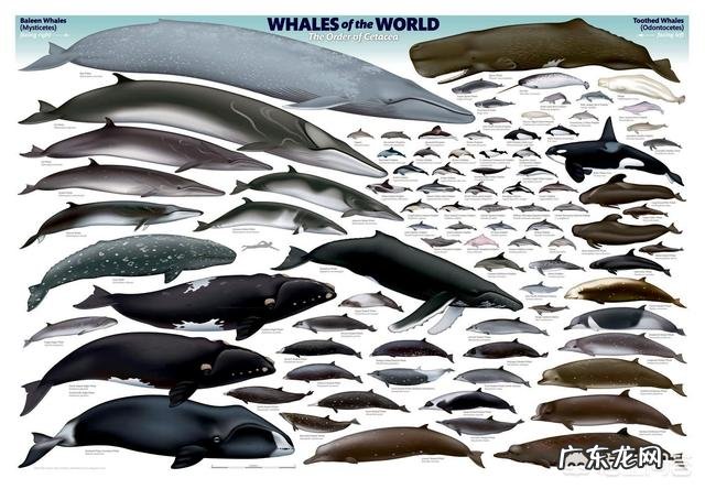 蓝鲸的祖先是陆地上的吗?它们是如何进化又回到水里面去了呢?为何要逆向进化?