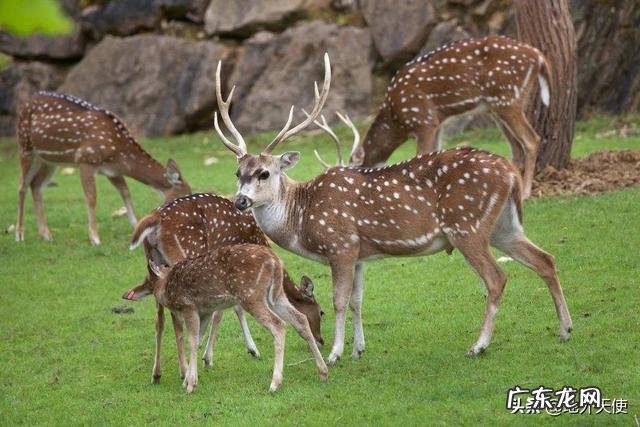 蓝鲸的祖先是陆地上的吗?它们是如何进化又回到水里面去了呢?为何要逆向进化?