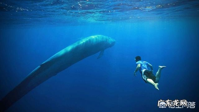蓝鲸的祖先是陆地上的吗？它们是如何进化又回到水里面去了呢？为何要逆向进化？