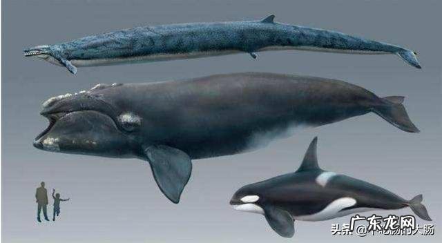 蓝鲸的祖先是陆地上的吗?它们是如何进化又回到水里面去了呢?为何要逆向进化?