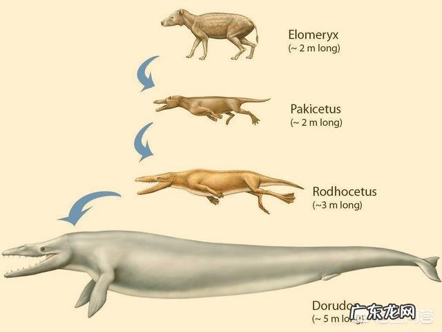 蓝鲸的祖先是陆地上的吗？它们是如何进化又回到水里面去了呢？为何要逆向进化？