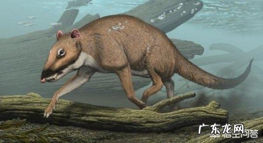 蓝鲸的祖先是陆地上的吗？它们是如何进化又回到水里面去了呢？为何要逆向进化？