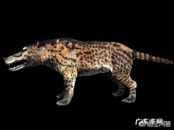 蓝鲸的祖先是陆地上的吗？它们是如何进化又回到水里面去了呢？为何要逆向进化？