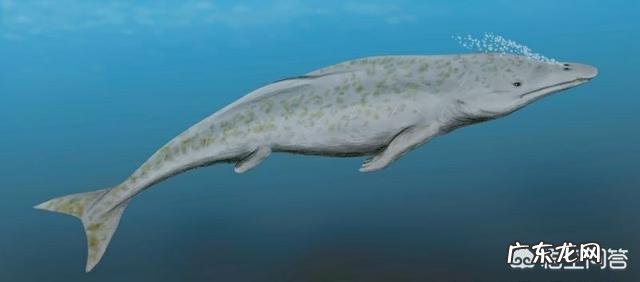 蓝鲸的祖先是陆地上的吗?它们是如何进化又回到水里面去了呢?为何要逆向进化?