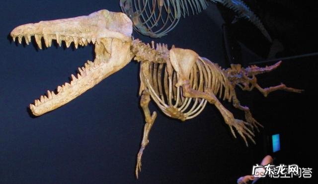 蓝鲸的祖先是陆地上的吗?它们是如何进化又回到水里面去了呢?为何要逆向进化?