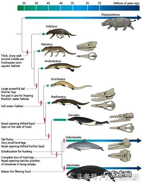 蓝鲸的祖先是陆地上的吗？它们是如何进化又回到水里面去了呢？为何要逆向进化？