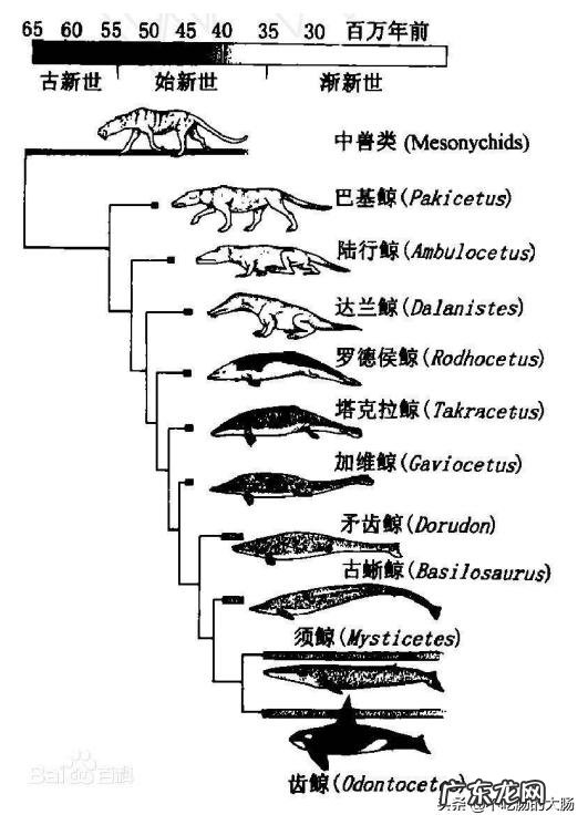 蓝鲸的祖先是陆地上的吗?它们是如何进化又回到水里面去了呢?为何要逆向进化?