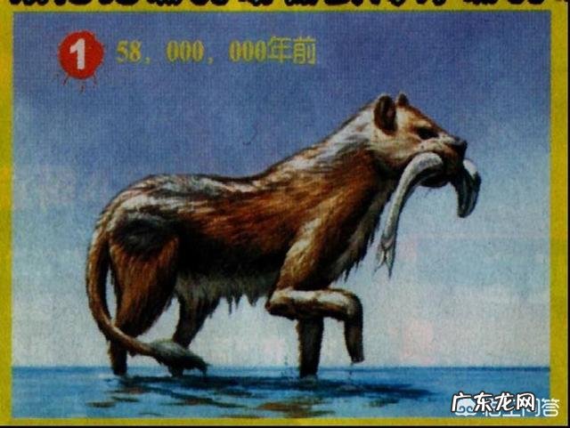 蓝鲸的祖先是陆地上的吗?它们是如何进化又回到水里面去了呢?为何要逆向进化?