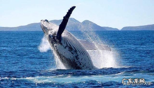 蓝鲸的祖先是陆地上的吗？它们是如何进化又回到水里面去了呢？为何要逆向进化？