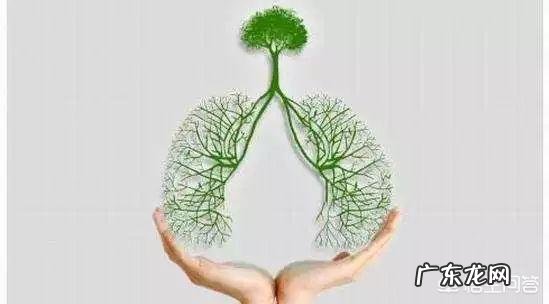 什么是铁棍山药?有什么功效与作用?