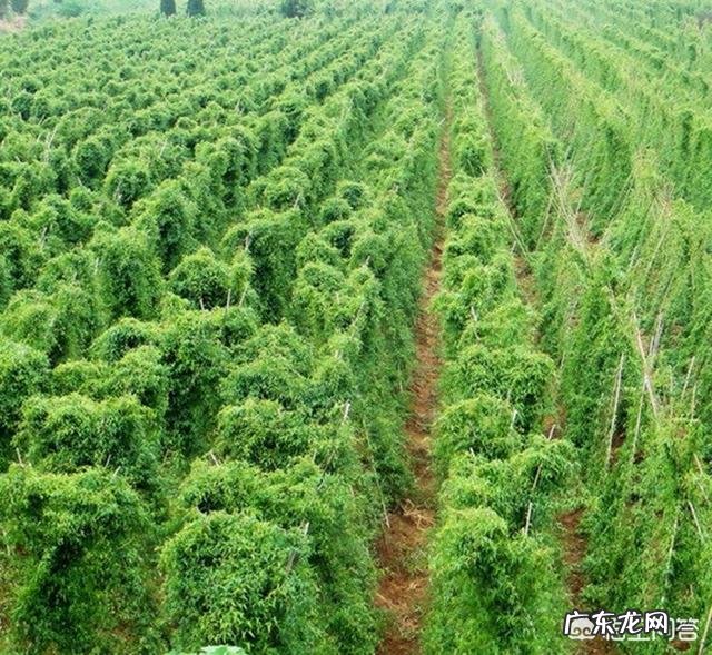 什么是铁棍山药?有什么功效与作用?