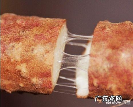 什么是铁棍山药?有什么功效与作用?