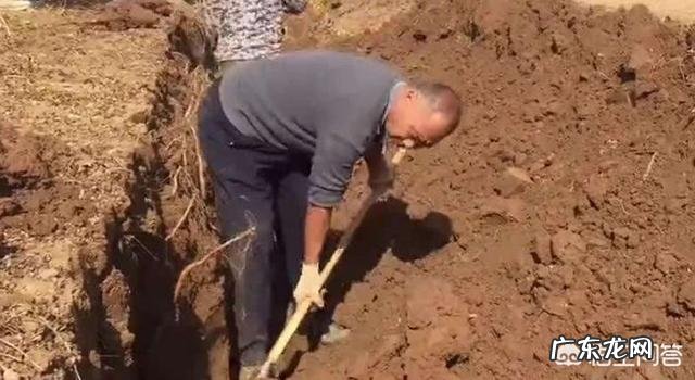 什么是铁棍山药?有什么功效与作用?