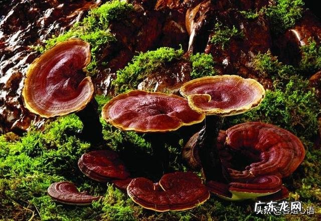 农村老大爷说:“狗尿苔和灵芝草本身一样,只是生长在不同的地方”,到底是这样的吗?