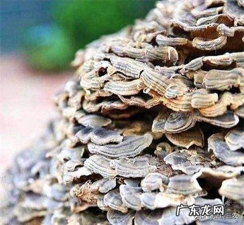 农村老大爷说:“狗尿苔和灵芝草本身一样,只是生长在不同的地方”,到底是这样的吗?